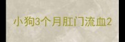 小狗3个月肛门流血