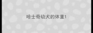 哈士奇幼犬的体重