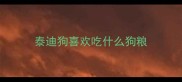 泰迪狗喜欢吃什么狗粮