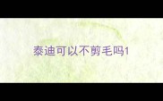 泰迪可以不剪毛吗