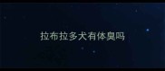 拉布拉多犬有体臭吗