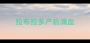拉布拉多产后滴血