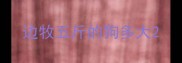 边牧五斤的狗多大