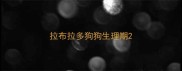 拉布拉多狗狗生理期