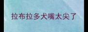 拉布拉多犬嘴太尖了