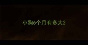 小狗6个月有多大