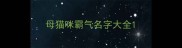 母猫咪霸气名字大全