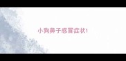 小狗鼻子感冒症状