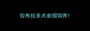 拉布拉多犬舍招饲养