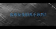 拉布拉多驯养小技巧
