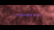 广州猫咪领养平台