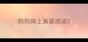 狗狗脚上真菌感染