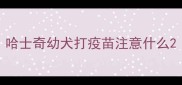 哈士奇幼犬打疫苗注意什么