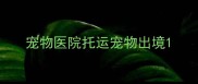 宠物医院托运宠物出境