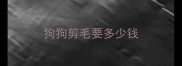 狗狗剪毛要多少钱