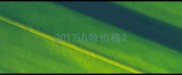 2017边牧价格