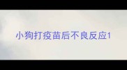 小狗打疫苗后不良反应