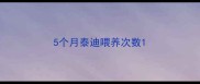5个月泰迪喂养次数