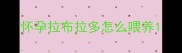 怀孕拉布拉多怎么喂养