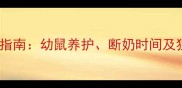 金花鼠饲养全指南幼鼠养护断奶时间及独立饲养条件