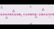 拉布拉多幼犬梳毛全攻略什么时候开始正确方法与护理指南