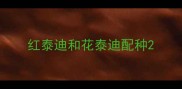 红泰迪和花泰迪配种