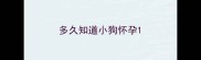 多久知道小狗怀孕
