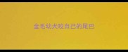 金毛幼犬咬自己的尾巴