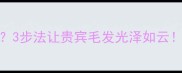 泰迪犬毛量少3步法让贵宾毛发光泽如云附护理全攻略