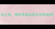 哈士奇狼的贵族血统及饲养指南