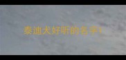 泰迪犬好听的名字