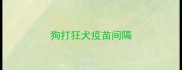 狗打狂犬疫苗间隔