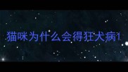猫咪为什么会得狂犬病