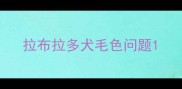 拉布拉多犬毛色问题
