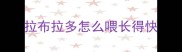 拉布拉多怎么喂长得快
