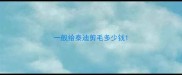 一般给泰迪剪毛多少钱