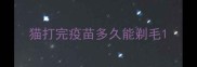 猫打完疫苗多久能剃毛