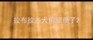 拉布拉多犬前腿瘸了