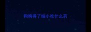狗狗得了细小吃什么药