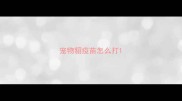 宠物貂疫苗怎么打
