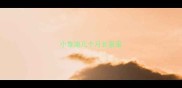 小泰迪几个月长蛋蛋