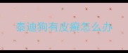 泰迪狗有皮癣怎么办