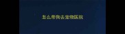 怎么带狗去宠物医院