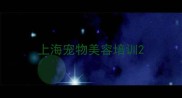 上海宠物美容培训