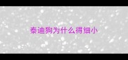 泰迪狗为什么得细小