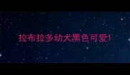 拉布拉多幼犬黑色可爱