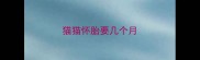 猫猫怀胎要几个月