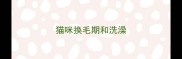 猫咪换毛期和洗澡