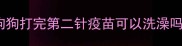 狗狗打完第二针疫苗可以洗澡吗