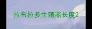 拉布拉多生殖器长度